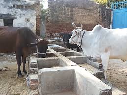 Image result for animal husbandry