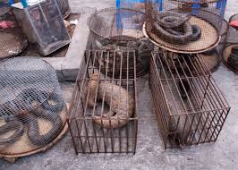 Image result for wildlife trade china